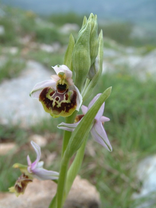 Ophrys fuciflora